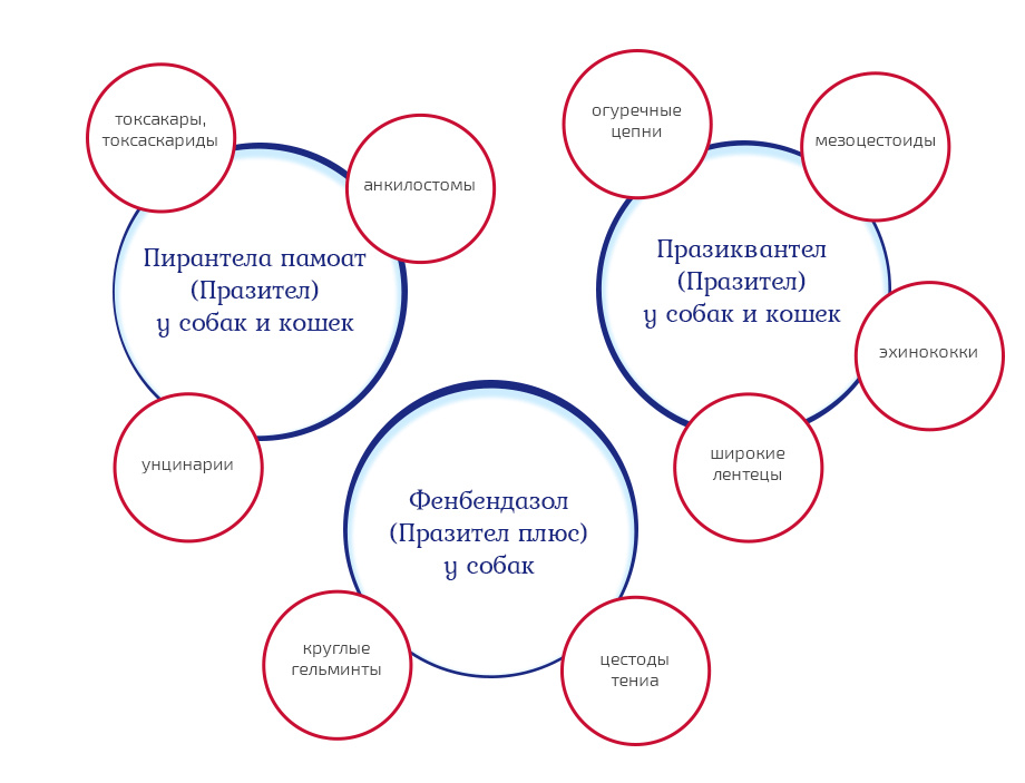 Празител суспензия для щенков и собак мелких пород — 20 мл