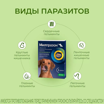 Милпразон 12,5 мг таблетки для собак более 5 кг — 2 таблетки