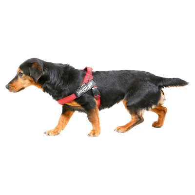 JULIUS-K9 шлейка для собак Ремни Color & Gray IDC® 0 (57-74см / 14-25кг), красный