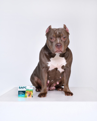 БАРС капли на холку инсектоакарицидные для собак 1-60 кг — 4 пипетки x 0,67 мл