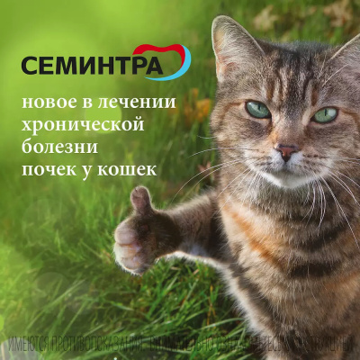 Семинтра 10 мг/мл раствор для перорального применения для кошек